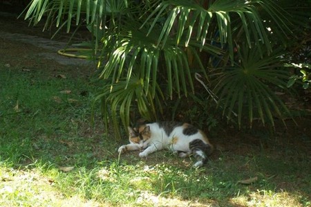 La nostra gattina Rosapineta